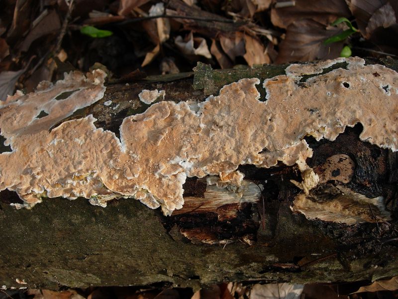 Steccherinum sp. (Steccherinum ochraceum)